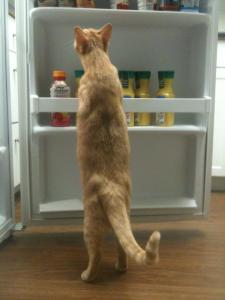 579445_10151140016848568_259415559_n[1]