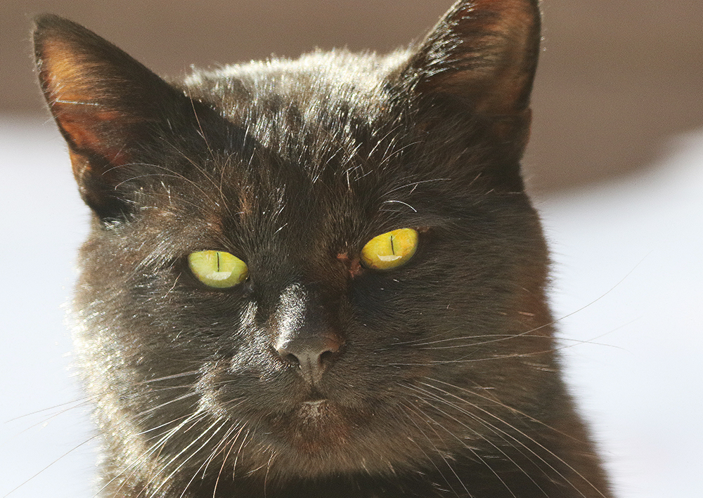 Part 3. The Feral Cat Project. The Disappearance of Mr. Blackie